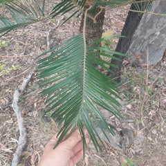 Cycas megacarpa