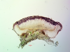 Bacidia idahoensis
