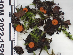 Pulvinula convexella