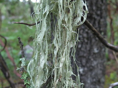 Ramalina sharpii