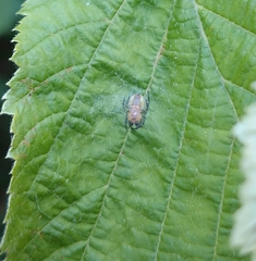 Araniella opisthographa