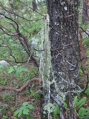Ramalina sharpii