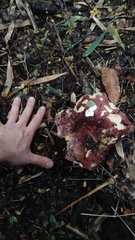 Russula nothofaginea