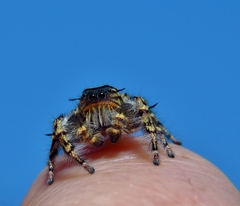 Phidippus comatus