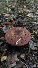 Russula nothofaginea