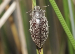 Epitragodes tomentosus