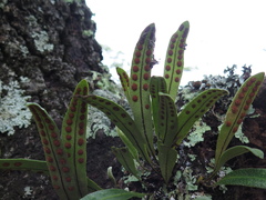Pleopeltis polylepis