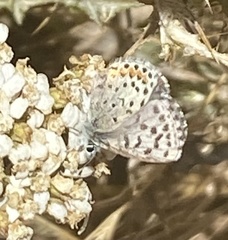 Euphilotes enoptes smithi