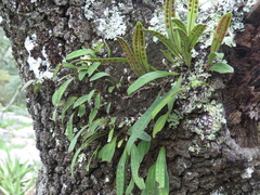 Pleopeltis polylepis