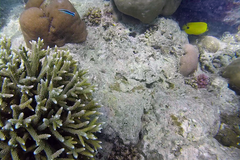 Chaetodon andamanensis