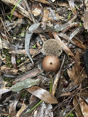 Lycoperdon scabrum