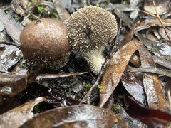 Lycoperdon scabrum
