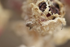 Cycloptilum distinctum