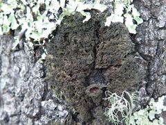 Leptogium phyllocarpum