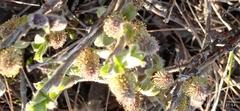 Salix lanata