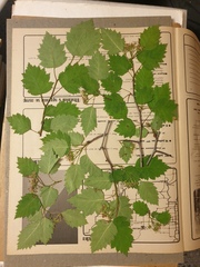 Crataegus fluviatilis