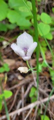 Calochortus elegans