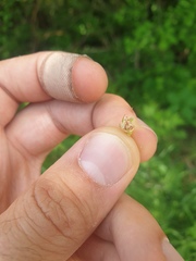 Crataegus fluviatilis