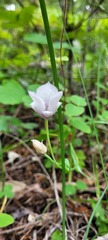 Calochortus elegans