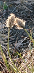 Eriophorum vaginatum