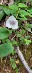 Calochortus elegans