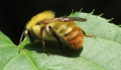 Bombus ardens