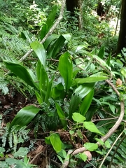 Aspidistra