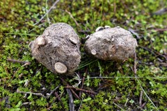 Poronia erici