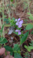 Salvia duripes