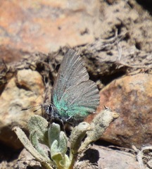 Callophrys