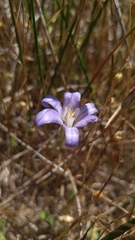 Brodiaea terrestris terrestris