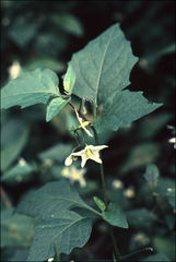 Solanum furcatum