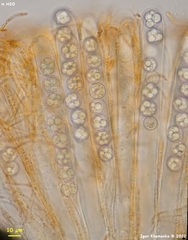 Pulvinula convexella