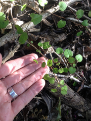Fuchsia procumbens