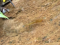 Aplocheilus lineatus