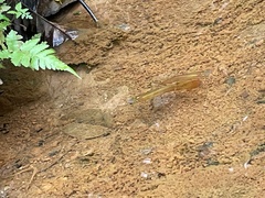 Aplocheilus lineatus