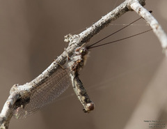 Ululodes macleayanus