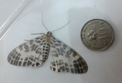 Pogonopygia nigralbata