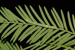 Cutina distincta