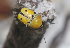 Griburius larvatus