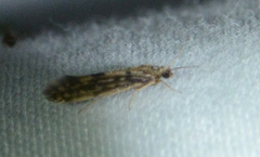 Agraylea
