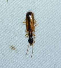 Leptotrachelus