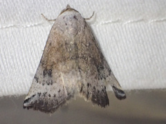 Mataeomera mesotaenia