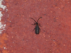 Greenarus thoracicus