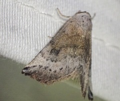 Mataeomera mesotaenia