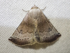 Mataeomera mesotaenia