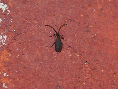 Greenarus thoracicus