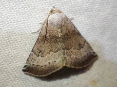 Mataeomera mesotaenia