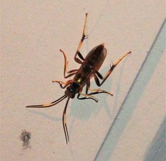 Polytribax contiguus