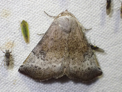 Mataeomera mesotaenia